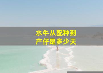 水牛从配种到产仔是多少天