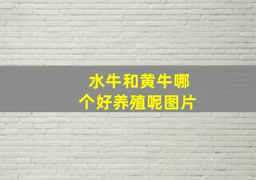 水牛和黄牛哪个好养殖呢图片