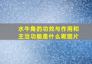 水牛角的功效与作用和主治功能是什么呢图片