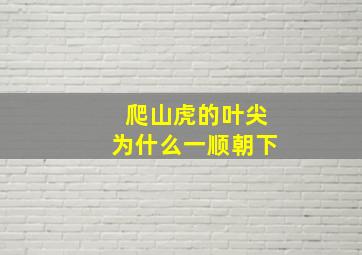 爬山虎的叶尖为什么一顺朝下