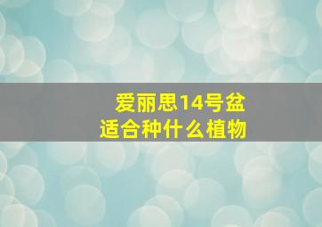 爱丽思14号盆适合种什么植物