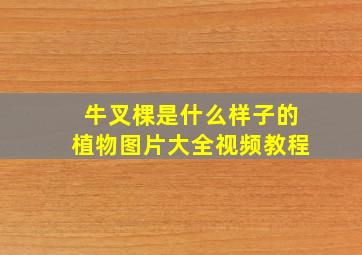 牛叉棵是什么样子的植物图片大全视频教程