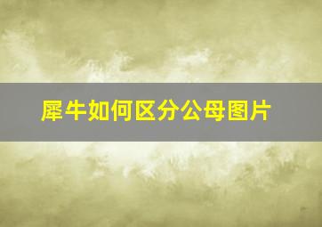 犀牛如何区分公母图片