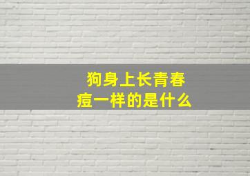 狗身上长青春痘一样的是什么