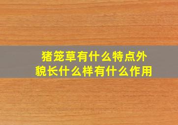 猪笼草有什么特点外貌长什么样有什么作用