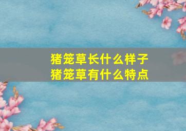 猪笼草长什么样子猪笼草有什么特点