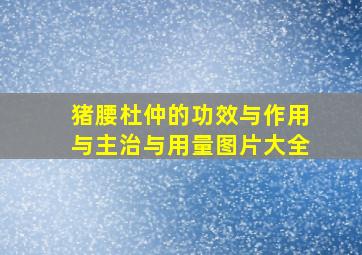 猪腰杜仲的功效与作用与主治与用量图片大全