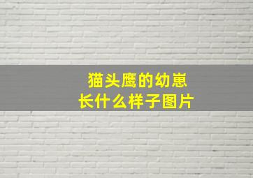 猫头鹰的幼崽长什么样子图片