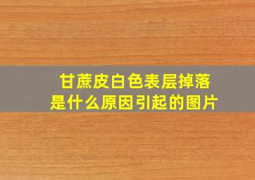 甘蔗皮白色表层掉落是什么原因引起的图片