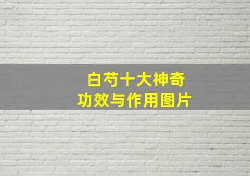 白芍十大神奇功效与作用图片