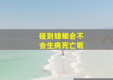 碰到蟑螂会不会生病死亡呢