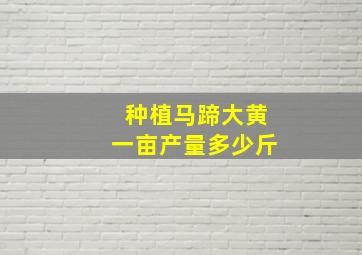 种植马蹄大黄一亩产量多少斤