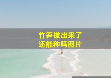 竹笋拔出来了还能种吗图片