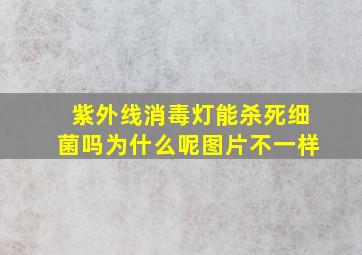 紫外线消毒灯能杀死细菌吗为什么呢图片不一样