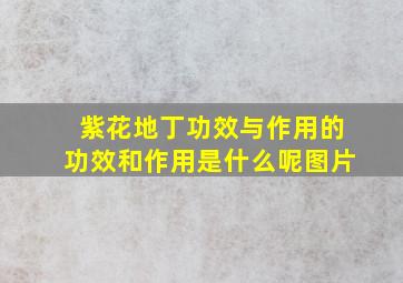 紫花地丁功效与作用的功效和作用是什么呢图片