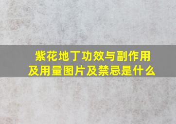 紫花地丁功效与副作用及用量图片及禁忌是什么