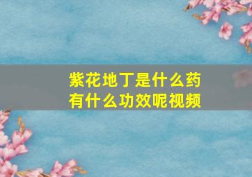 紫花地丁是什么药有什么功效呢视频