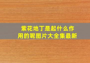 紫花地丁是起什么作用的呢图片大全集最新