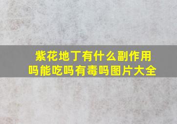 紫花地丁有什么副作用吗能吃吗有毒吗图片大全