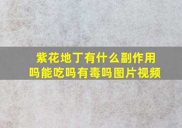 紫花地丁有什么副作用吗能吃吗有毒吗图片视频