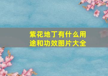 紫花地丁有什么用途和功效图片大全