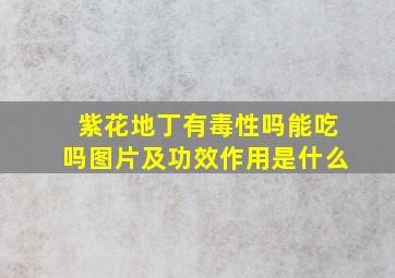 紫花地丁有毒性吗能吃吗图片及功效作用是什么