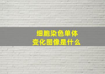 细胞染色单体变化图像是什么