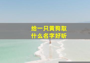 给一只黄狗取什么名字好听