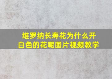 维罗纳长寿花为什么开白色的花呢图片视频教学