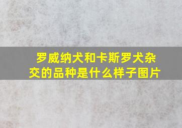 罗威纳犬和卡斯罗犬杂交的品种是什么样子图片