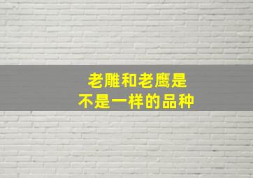 老雕和老鹰是不是一样的品种