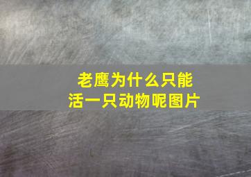 老鹰为什么只能活一只动物呢图片