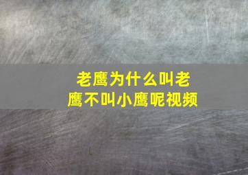 老鹰为什么叫老鹰不叫小鹰呢视频