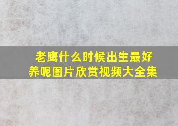 老鹰什么时候出生最好养呢图片欣赏视频大全集