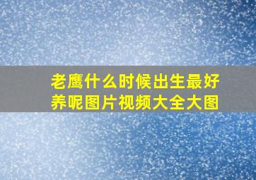 老鹰什么时候出生最好养呢图片视频大全大图