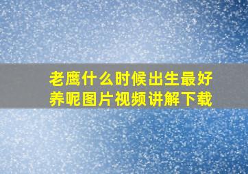 老鹰什么时候出生最好养呢图片视频讲解下载