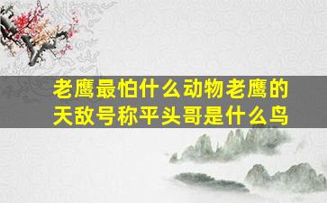 老鹰最怕什么动物老鹰的天敌号称平头哥是什么鸟