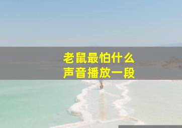 老鼠最怕什么声音播放一段