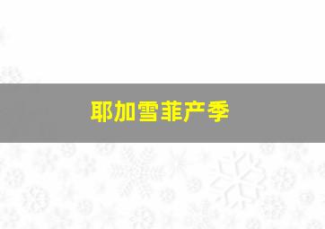 耶加雪菲产季