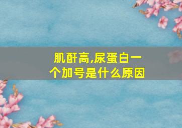 肌酐高,尿蛋白一个加号是什么原因