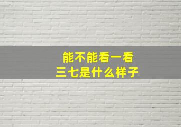 能不能看一看三七是什么样子