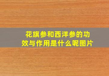 花旗参和西洋参的功效与作用是什么呢图片