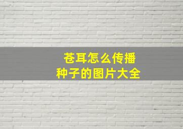 苍耳怎么传播种子的图片大全