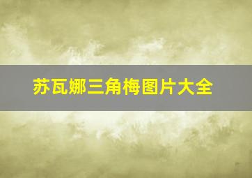 苏瓦娜三角梅图片大全