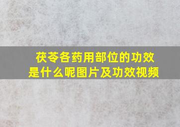 茯苓各药用部位的功效是什么呢图片及功效视频