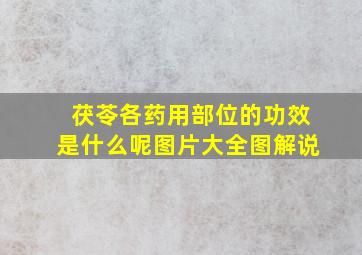 茯苓各药用部位的功效是什么呢图片大全图解说