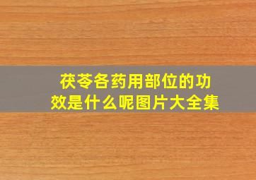 茯苓各药用部位的功效是什么呢图片大全集