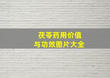 茯苓药用价值与功效图片大全