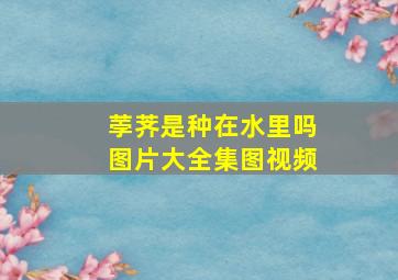 荸荠是种在水里吗图片大全集图视频