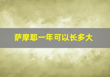 萨摩耶一年可以长多大